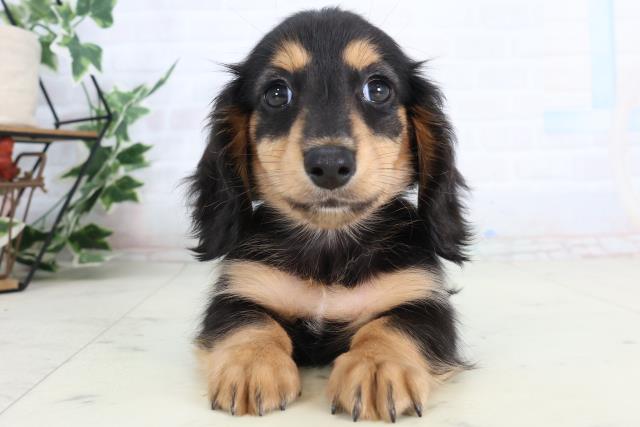 福岡県のカニンヘンダックスフンド(ロング) (Coo&RIKU大牟田店/2026年2月16日生まれ/男の子/ブラックタン)の子犬の1枚目の画像