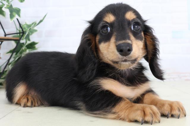 福岡県のカニンヘンダックスフンド(ロング) (Coo&RIKU大牟田店/2026年2月16日生まれ/男の子/ブラックタン)の子犬の2枚目の画像