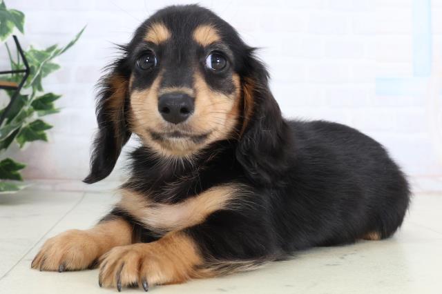 福岡県のカニンヘンダックスフンド(ロング) (Coo&RIKU大牟田店/2026年2月16日生まれ/男の子/ブラックタン)の子犬の3枚目の画像