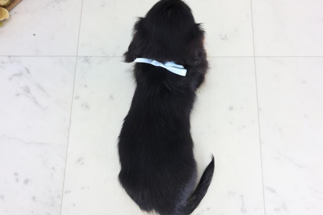 福岡県のカニンヘンダックスフンド(ロング) (Coo&RIKU大牟田店/2026年2月16日生まれ/男の子/ブラックタン)の子犬の4枚目の画像