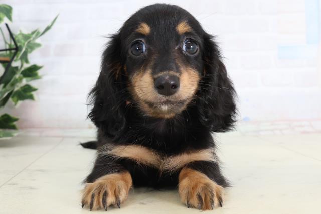 鹿児島県のカニンヘンダックスフンド(ロング) (Coo&RIKU鹿屋店/2026年2月16日生まれ/女の子/ブラックタン)の子犬の1枚目の画像