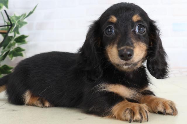 鹿児島県のカニンヘンダックスフンド(ロング) (Coo&RIKU鹿屋店/2026年2月16日生まれ/女の子/ブラックタン)の子犬の2枚目の画像