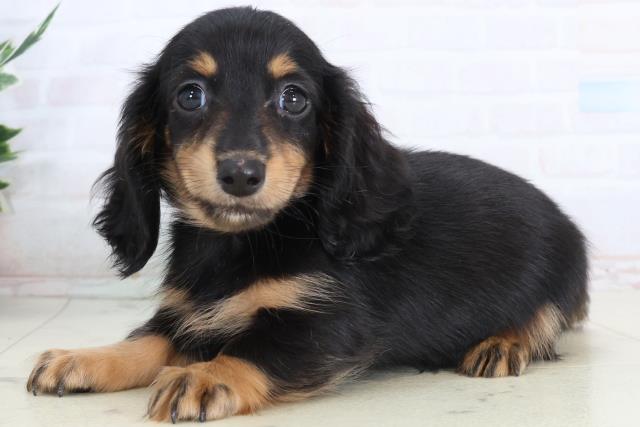 鹿児島県のカニンヘンダックスフンド(ロング) (Coo&RIKU鹿屋店/2026年2月16日生まれ/女の子/ブラックタン)の子犬の3枚目の画像