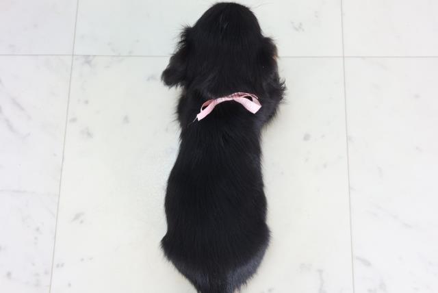 鹿児島県のカニンヘンダックスフンド(ロング) (Coo&RIKU鹿屋店/2026年2月16日生まれ/女の子/ブラックタン)の子犬の4枚目の画像