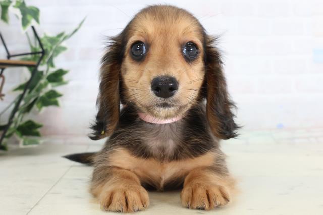 カニンヘンダックスフンド