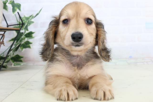 カニンヘンダックスフンド