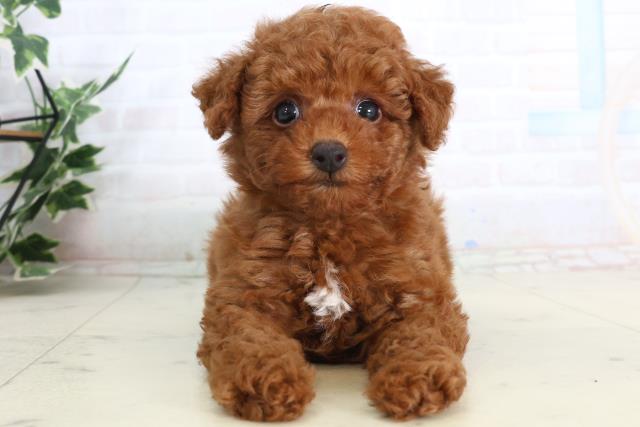 トイ・プードル