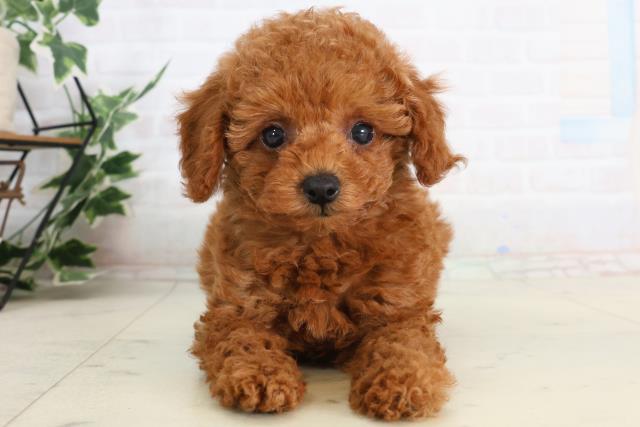 トイ・プードル