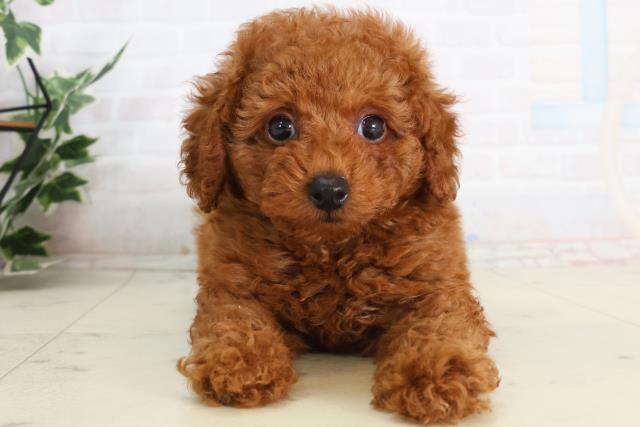 トイ・プードル