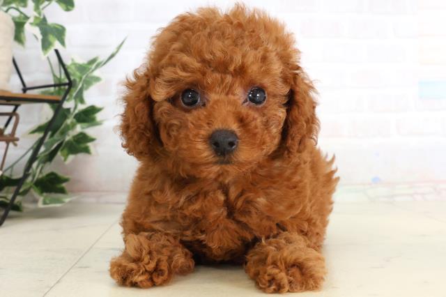 トイ・プードル