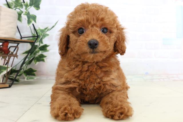 トイ・プードル