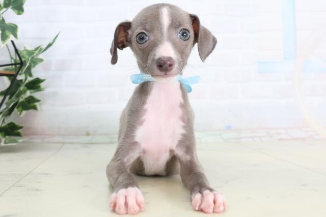 イタリアングレーハウンド