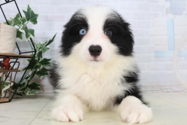 福岡県のボーダーコリー (Coo&RIKU久留米店/2026年2月17日生まれ/男の子/ブラックホワイト)の子犬の1枚目の画像