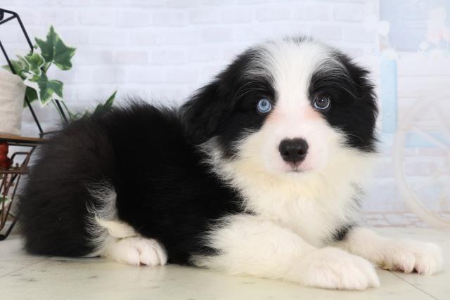 福岡県のボーダーコリー (Coo&RIKU久留米店/2026年2月17日生まれ/男の子/ブラックホワイト)の子犬の2枚目の画像