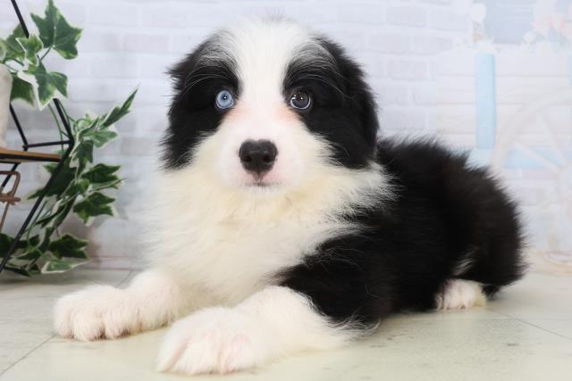 福岡県のボーダーコリー (Coo&RIKU久留米店/2026年2月17日生まれ/男の子/ブラックホワイト)の子犬の3枚目の画像