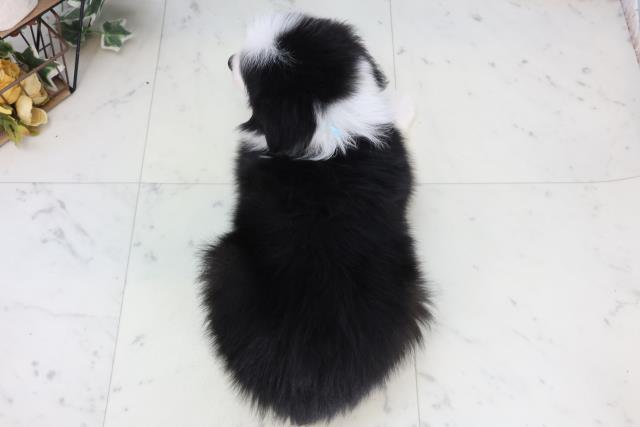 福岡県のボーダーコリー (Coo&RIKU久留米店/2026年2月17日生まれ/男の子/ブラックホワイト)の子犬の4枚目の画像