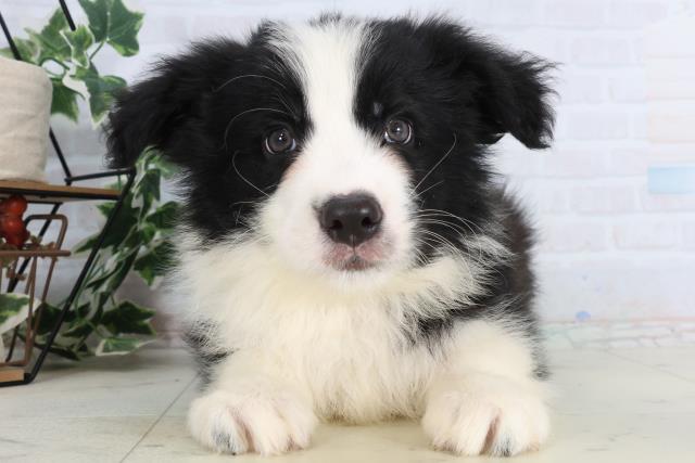 長崎県のボーダーコリー (Coo&RIKU長崎佐世保店/2026年2月17日生まれ/男の子/ブラックホワイト)の子犬の1枚目の画像