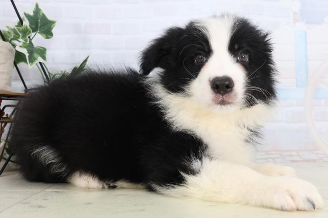 長崎県のボーダーコリー (Coo&RIKU長崎佐世保店/2026年2月17日生まれ/男の子/ブラックホワイト)の子犬の2枚目の画像