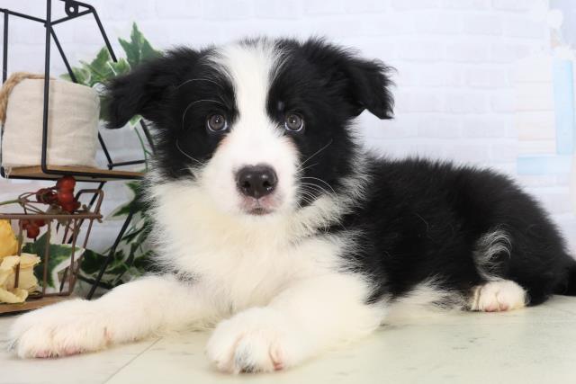 長崎県のボーダーコリー (Coo&RIKU長崎佐世保店/2026年2月17日生まれ/男の子/ブラックホワイト)の子犬の3枚目の画像