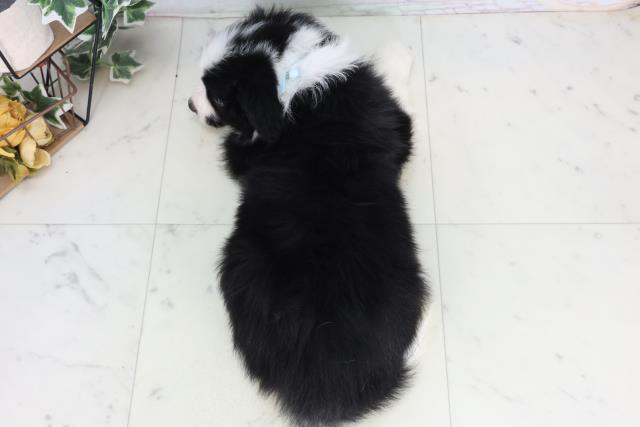 長崎県のボーダーコリー (Coo&RIKU長崎佐世保店/2026年2月17日生まれ/男の子/ブラックホワイト)の子犬の4枚目の画像