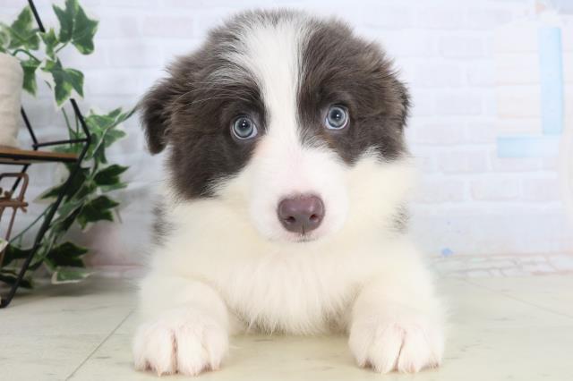 福岡県のボーダーコリー (Coo&RIKU小倉店/2026年2月17日生まれ/女の子/ブラックホワイト)の子犬の1枚目の画像