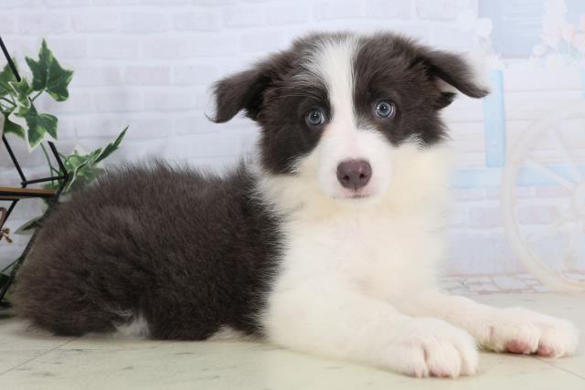 福岡県のボーダーコリー (Coo&RIKU小倉店/2026年2月17日生まれ/女の子/ブラックホワイト)の子犬の2枚目の画像