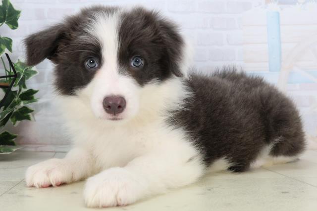 福岡県のボーダーコリー (Coo&RIKU小倉店/2026年2月17日生まれ/女の子/ブラックホワイト)の子犬の3枚目の画像