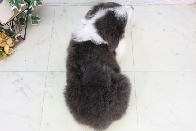 福岡県のボーダーコリー (Coo&RIKU小倉店/2026年2月17日生まれ/女の子/ブラックホワイト)の子犬の4枚目の画像