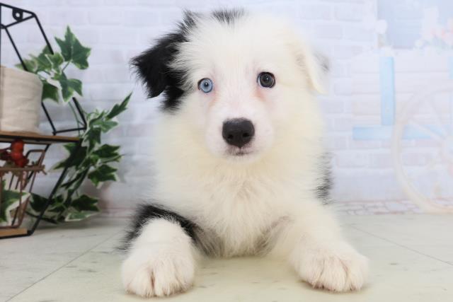 熊本県のボーダーコリー (Coo&RIKUカリーノ玉名店/2026年2月17日生まれ/女の子/ブラックホワイト)の子犬の1枚目の画像