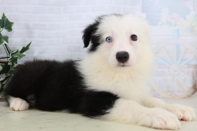 熊本県のボーダーコリー (Coo&RIKUカリーノ玉名店/2026年2月17日生まれ/女の子/ブラックホワイト)の子犬の2枚目の画像