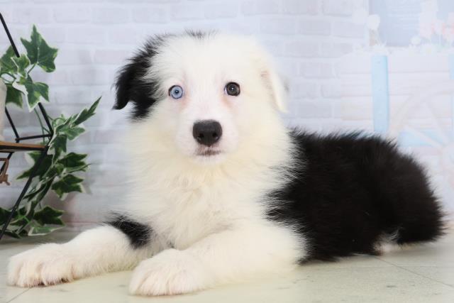 熊本県のボーダーコリー (Coo&RIKUカリーノ玉名店/2026年2月17日生まれ/女の子/ブラックホワイト)の子犬の3枚目の画像