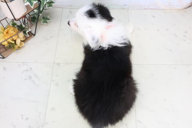 熊本県のボーダーコリー (Coo&RIKUカリーノ玉名店/2026年2月17日生まれ/女の子/ブラックホワイト)の子犬の4枚目の画像