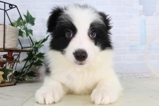 ボーダーコリー