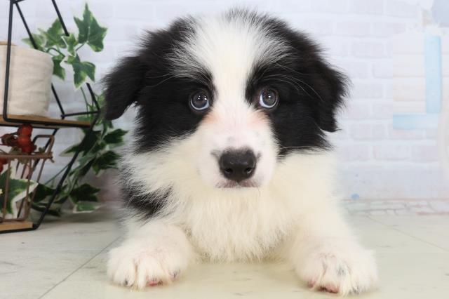 ボーダーコリー