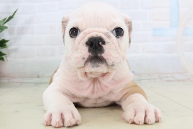 鹿児島県のブルドッグ (Coo&RIKU鹿児島店/2026年2月17日生まれ/女の子/フォーンホワイト)の子犬