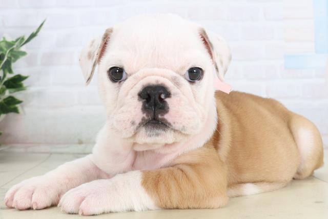 鹿児島県のブルドッグ (Coo&RIKU鹿児島店/2026年2月17日生まれ/女の子/フォーンホワイト)の子犬の3枚目の画像