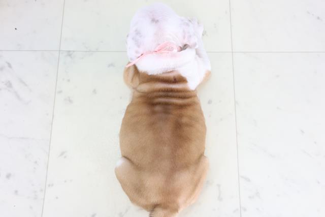 鹿児島県のブルドッグ (Coo&RIKU鹿児島店/2026年2月17日生まれ/女の子/フォーンホワイト)の子犬の4枚目の画像