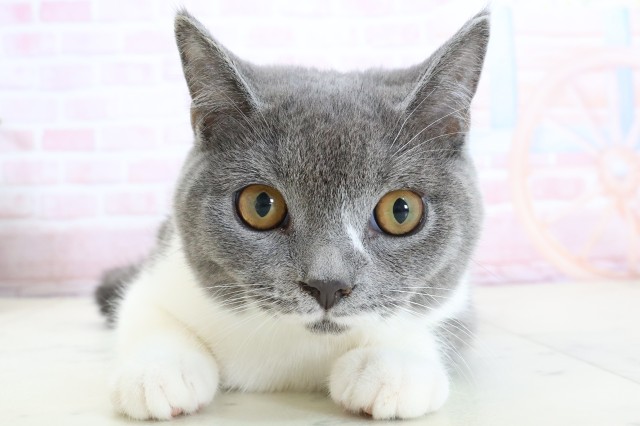 福岡県のブリティッシュショートヘアー (Coo&RIKU筑後店/2025年9月30日生まれ/男の子/ブルーホワイト)の子猫の1枚目の画像