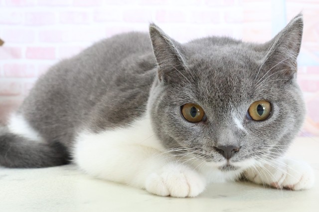 福岡県のブリティッシュショートヘアー (Coo&RIKU筑後店/2025年9月30日生まれ/男の子/ブルーホワイト)の子猫の2枚目の画像