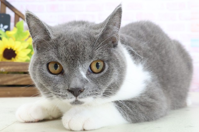 福岡県のブリティッシュショートヘアー (Coo&RIKU筑後店/2025年9月30日生まれ/男の子/ブルーホワイト)の子猫の3枚目の画像