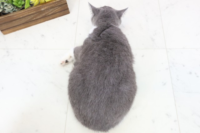 福岡県のブリティッシュショートヘアー (Coo&RIKU筑後店/2025年9月30日生まれ/男の子/ブルーホワイト)の子猫の4枚目の画像