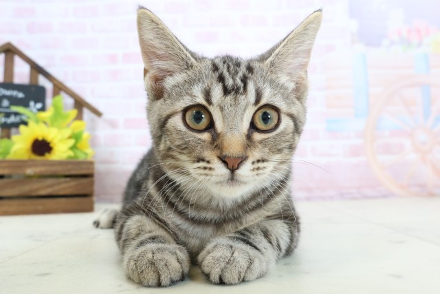 宮崎県のスコティッシュフォールド (Coo&RIKU宮崎店/2025年11月20日生まれ/男の子/シルバータビー)の子猫の1枚目の画像