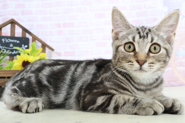 宮崎県のスコティッシュフォールド (Coo&RIKU宮崎店/2025年11月20日生まれ/男の子/シルバータビー)の子猫の2枚目の画像