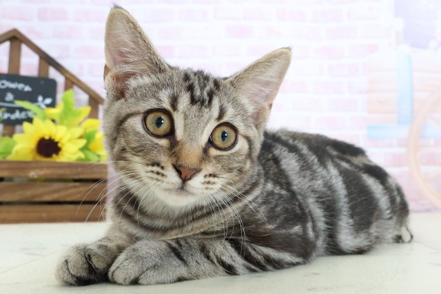 宮崎県のスコティッシュフォールド (Coo&RIKU宮崎店/2025年11月20日生まれ/男の子/シルバータビー)の子猫の3枚目の画像