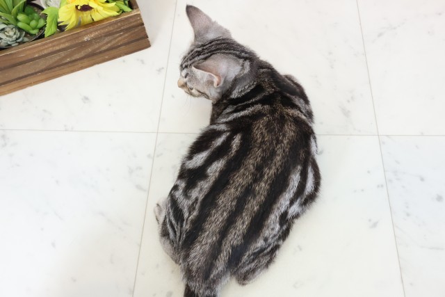 宮崎県のスコティッシュフォールド (Coo&RIKU宮崎店/2025年11月20日生まれ/男の子/シルバータビー)の子猫の4枚目の画像