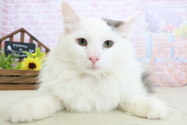 熊本県のノルウェージャンフォレストキャット (Coo&RIKUイオンモール宇城店/2025年6月29日生まれ/男の子/ブルーホワイト)の子猫の1枚目の画像