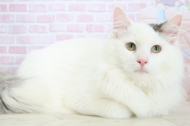 熊本県のノルウェージャンフォレストキャット (Coo&RIKUイオンモール宇城店/2025年6月29日生まれ/男の子/ブルーホワイト)の子猫の2枚目の画像