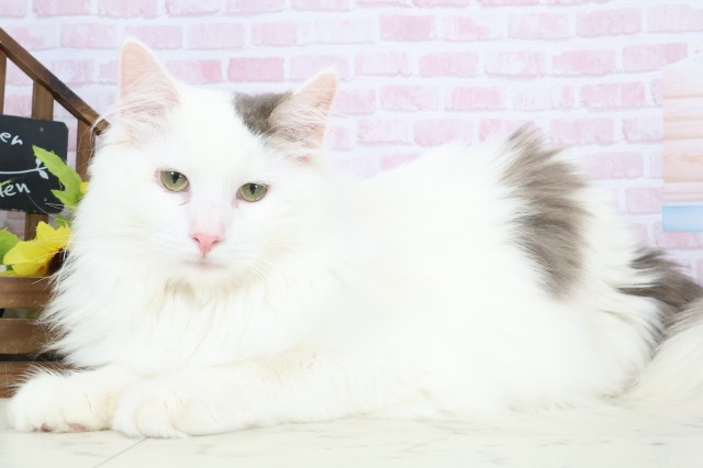 熊本県のノルウェージャンフォレストキャット (Coo&RIKUイオンモール宇城店/2025年6月29日生まれ/男の子/ブルーホワイト)の子猫の3枚目の画像