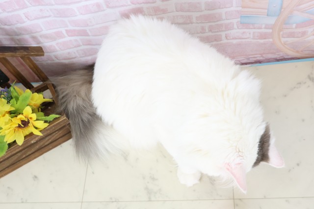 熊本県のノルウェージャンフォレストキャット (Coo&RIKUイオンモール宇城店/2025年6月29日生まれ/男の子/ブルーホワイト)の子猫の4枚目の画像