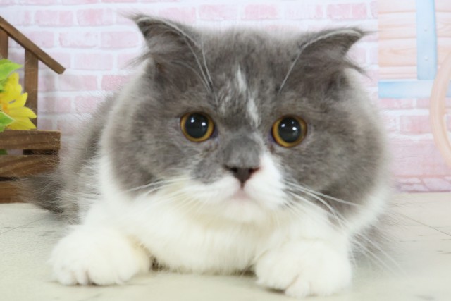 佐賀県のスコティッシュフォールド (Coo&RIKU佐賀神埼店/2025年8月15日生まれ/女の子/ブルーホワイト)の子猫の1枚目の画像